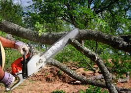 Tree and Shrub Care in Leesville, LA