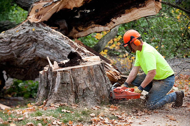 Reliable Leesville, LA  Tree Services Solutions